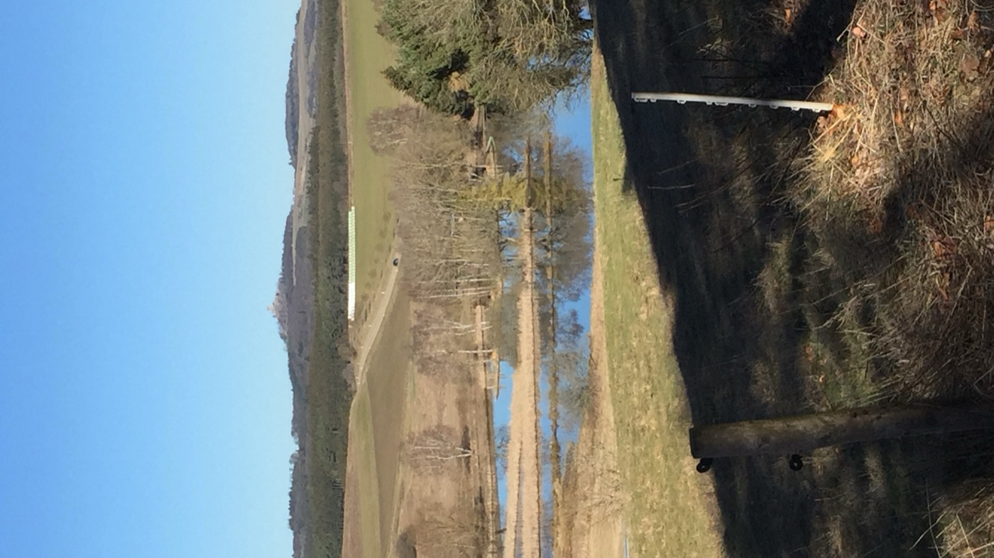 Lakes and birch trees in open Eifel countryside under a blue sky, with the Nürburg castle on a hill on the horizon